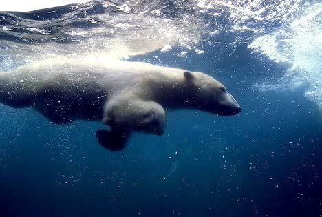 Pictures Of Polar Bears Swimming. world - The Polar Bear#39;s