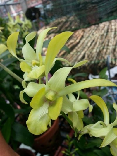 Vườn Lan Thanh Phương - Bán các loại Hoa Lan cùng các vật tư ngành Lan