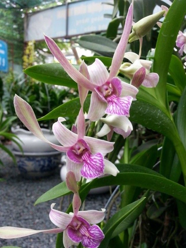 Vườn Lan Thanh Phương - Bán các loại Hoa Lan cùng các vật tư ngành Lan - 20