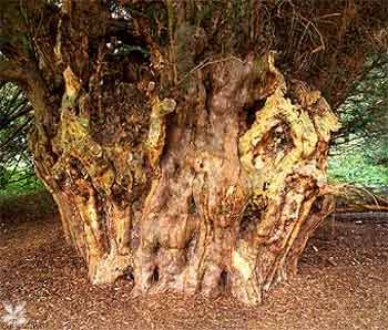 w-runnymede-yew_tree-gallery_pictur.jpg