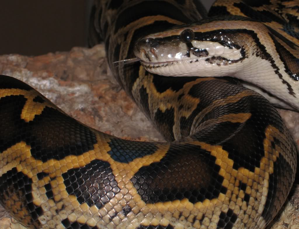 Snakes everywhere!
