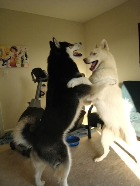 akita vs husky