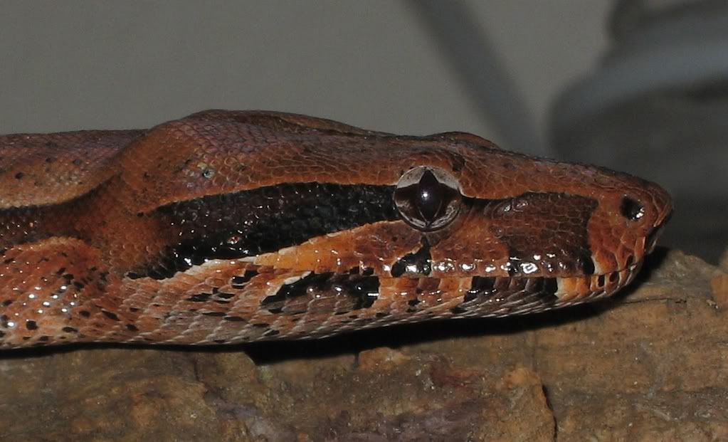 Snakes everywhere!
