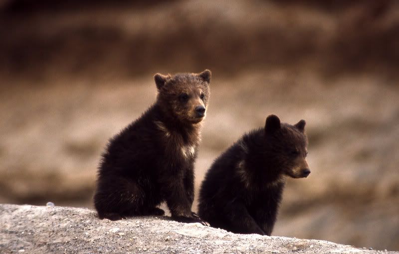 black bear cubs Pictures, Images and Photos