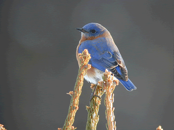 BlueBird_123002_0037.gif