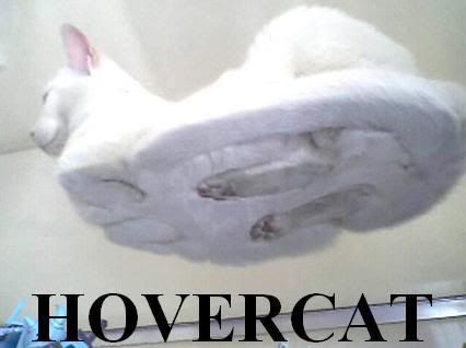 HOVERCAT