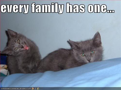 funny images of kittens. funny-pictures-grey-kittens-