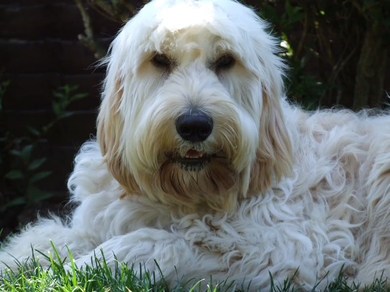 and Golden Retriever and a golden retriever mixed with a poodle. and Golden Retriever and a