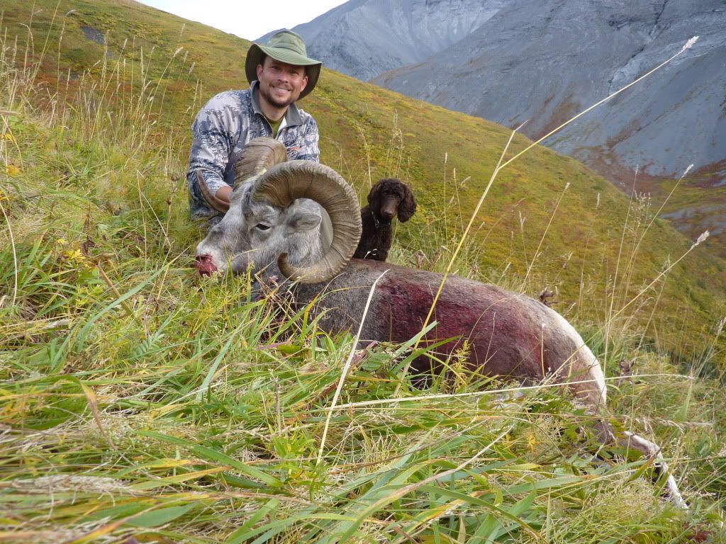 2012 Thin horn sheep picture thread - Page 3