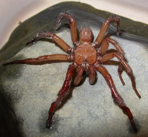 American Tarantula Society Discussion Board • View topic - Nice MM ... American Tarantula Society Discussion Board • View topic - Nice MM ...