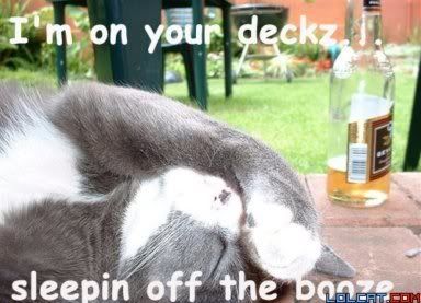 on deck cat