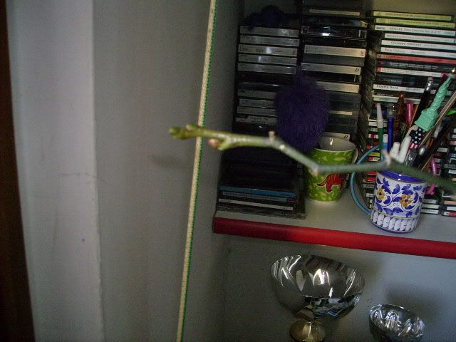 IMGP3157.jpg