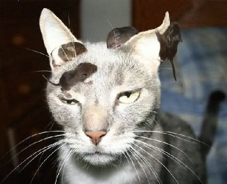 [Linked Image]
