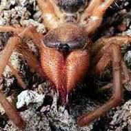 Camel Spider Pictures, Images and Photos