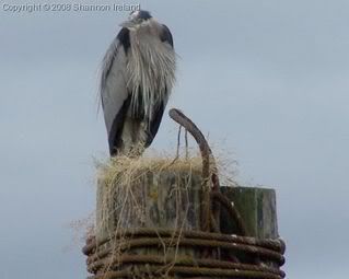 Great Blue Heron
