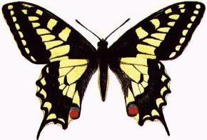 butterfly tattoo design