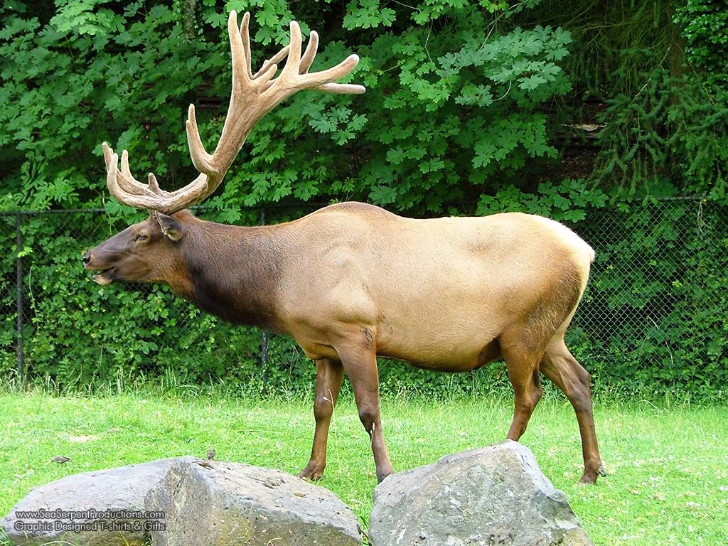 Elk free wallpaper