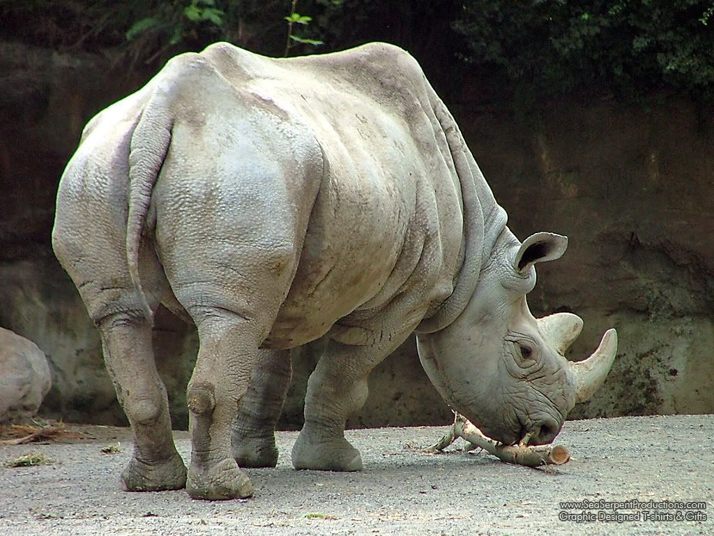 Rhinoceros-Wallpaper-On-Desktop