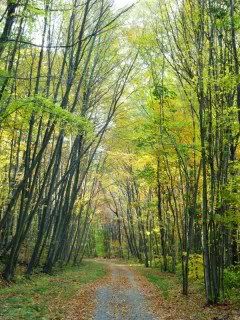 Hartford, Connecticut - mid Oct 2010