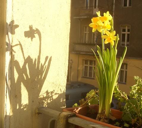 Daffodil Shadows