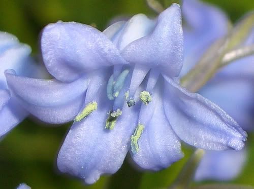 Hyacinth Close-up