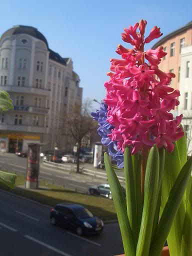 Hyacinths