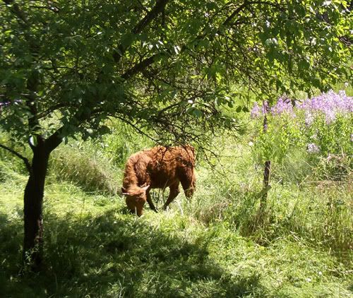 Grazing Bull