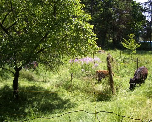 Grazing Cows