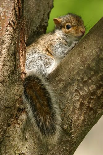 Baby Squirrel