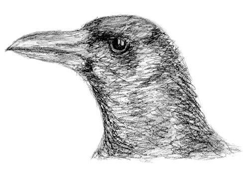 Sketch of a Crow