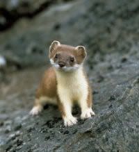 Stoat