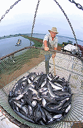 Fish consumption is associated with a decreased risk of depression and suicidal thoughts