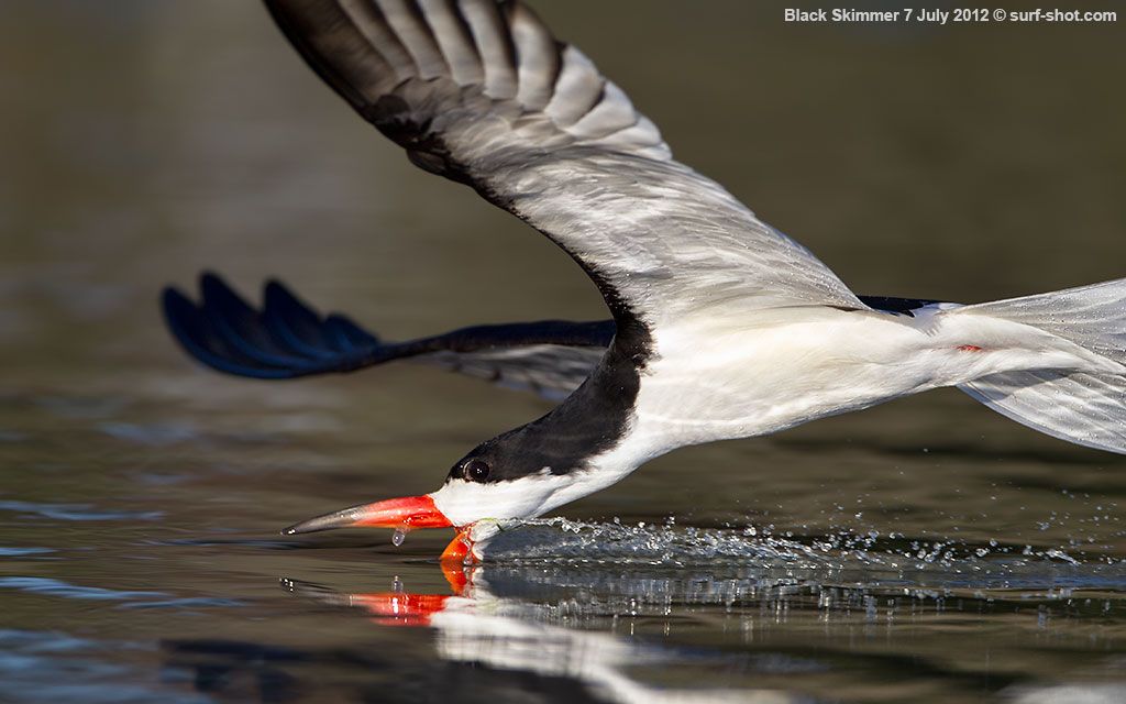 surf-shot-Black-Skimmer-7-July-2012--0836-b.jpg