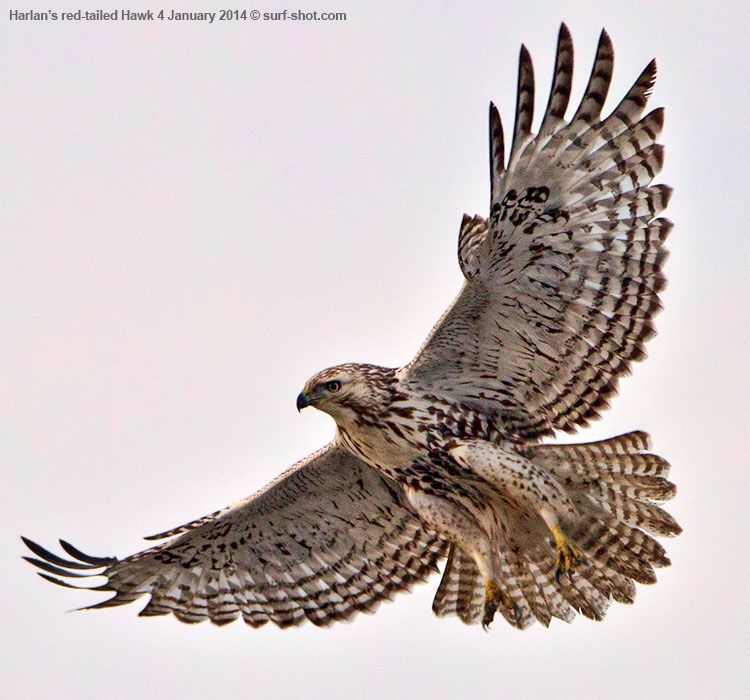 surf-shot-Harlans-red-tailed-Hawk-4-January-2014-750-0163.jpg~original
