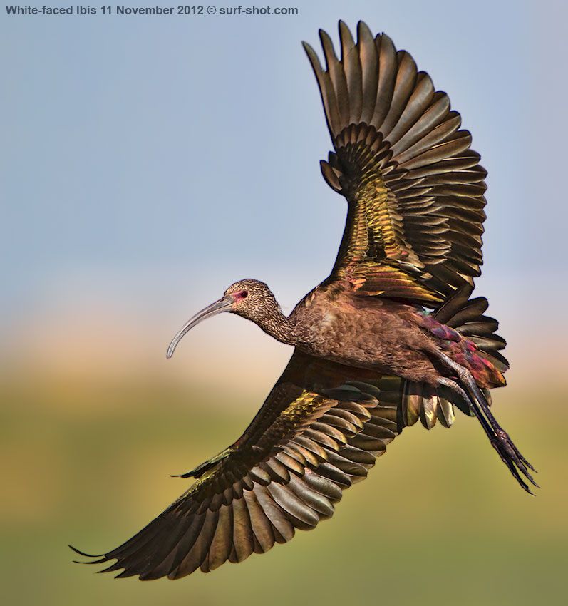surf-shot-White-faced-Ibis-11-November-2012--0489.jpg