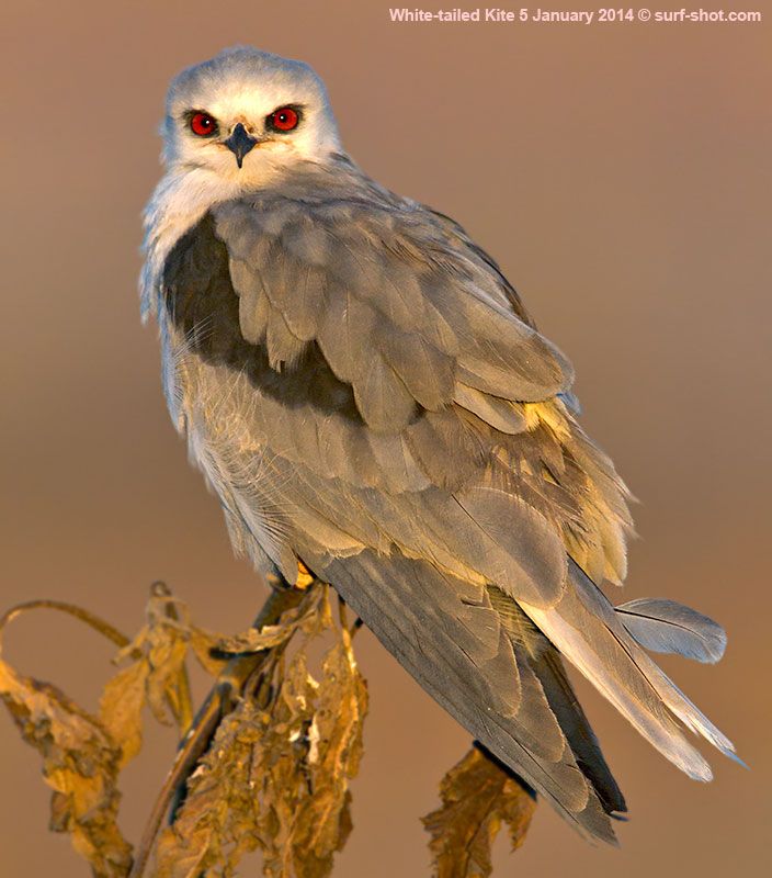 surf-shot-White-tailed-Kite-5-January-2014--0357.jpg