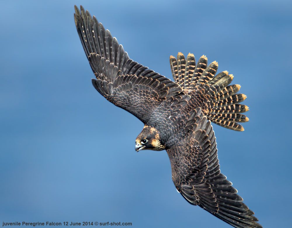surf-shot-juvenile-Peregrine-Falcon-12-June-2014--0441.jpg