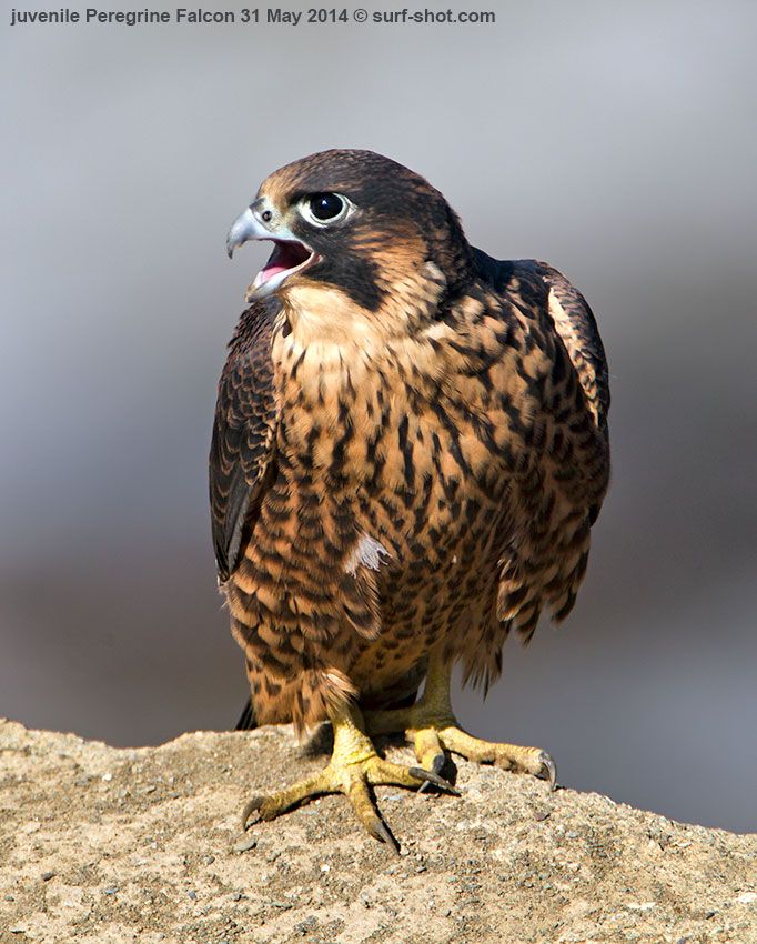 surf-shot-juvenile-Peregrine-Falcon-31-May-2014--0076.jpg