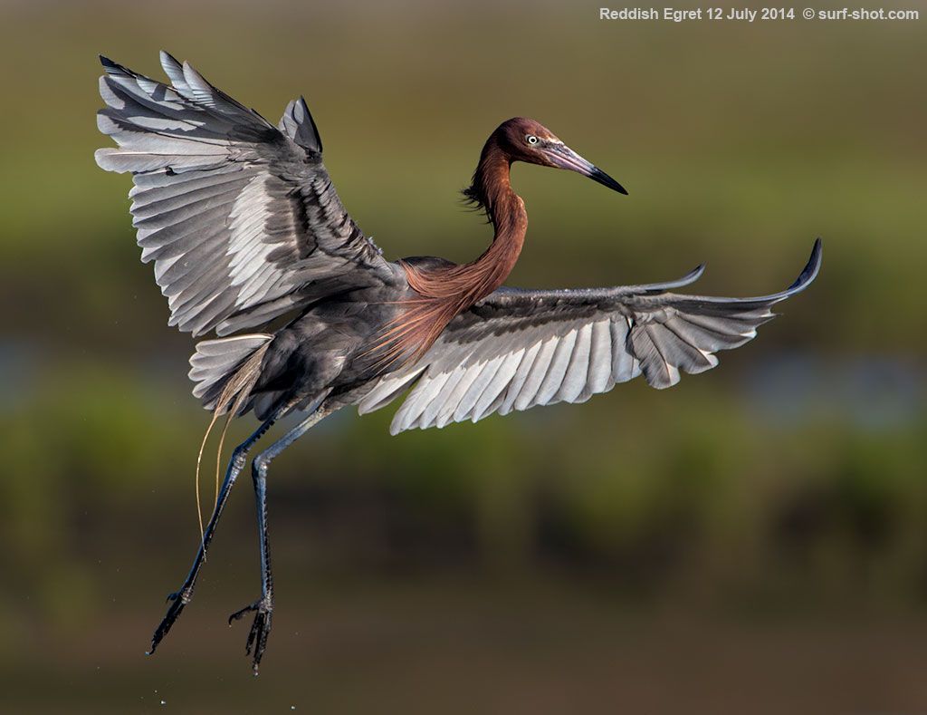 surf-shot-Reddish-Egret-12-July-2014---0409-b.jpg