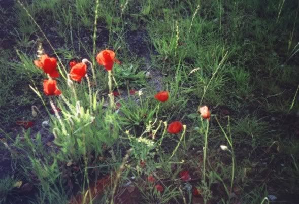poppies.jpg picture by lindahoyland