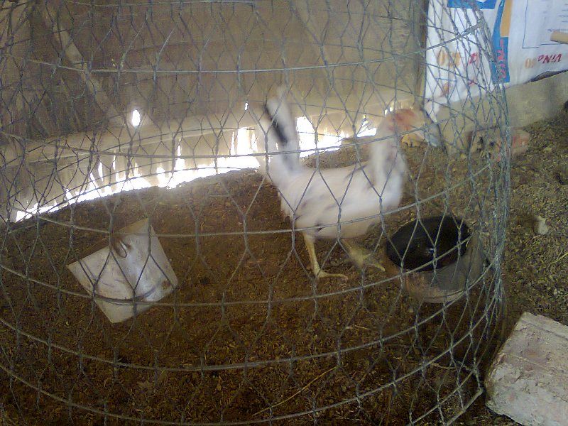 HCM Bán gà nòi. - 4