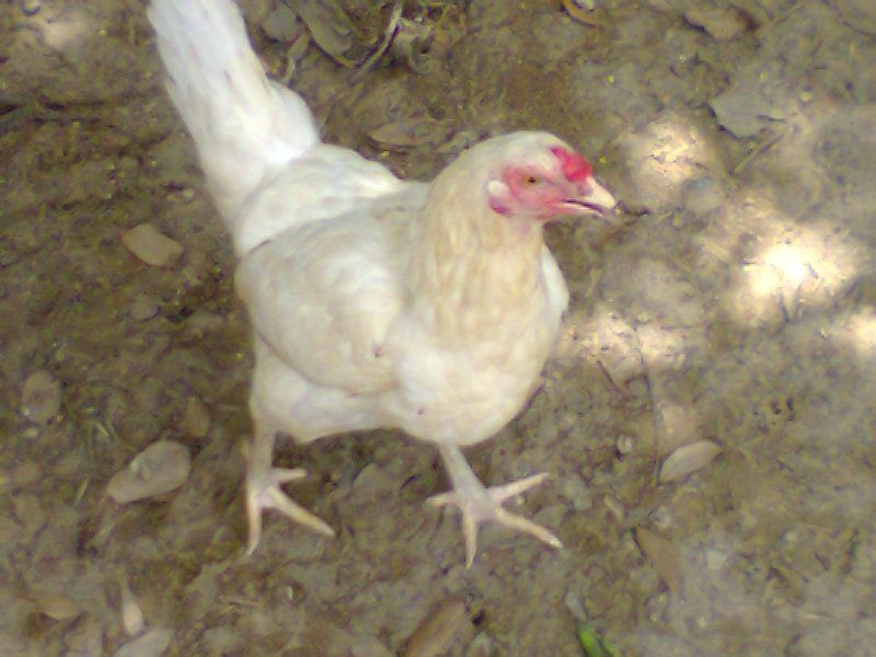 HCM Bán gà nòi. - 6