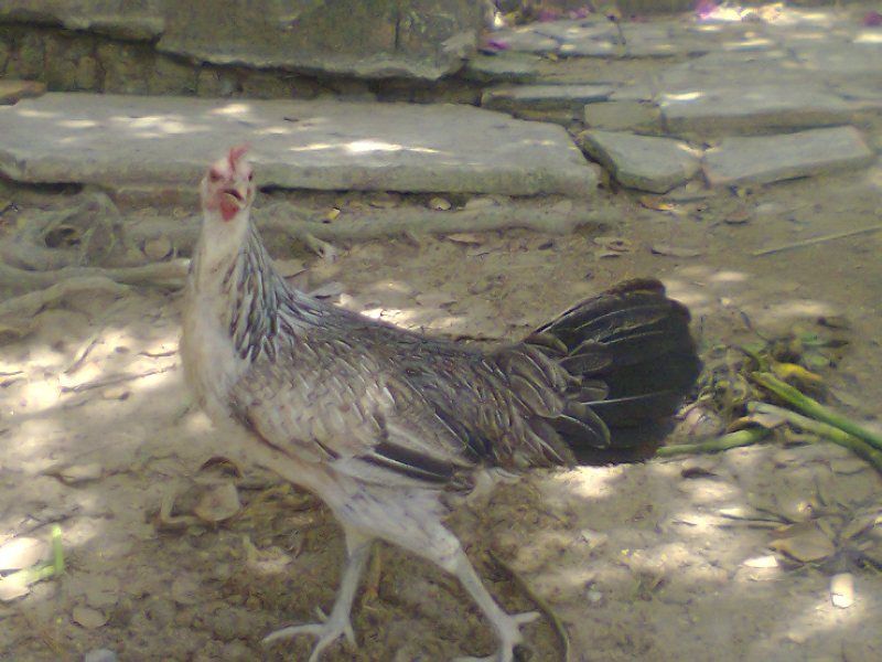 HCM Bán gà nòi. - 7