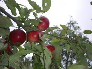 Pommes du Verger