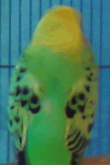 Babymutation.gif