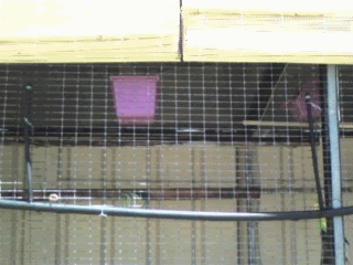 Birdshower2.gif