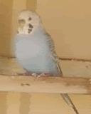 Cinnamon.gif