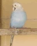 Cinnamon2.gif