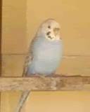 Cinnamon3.gif