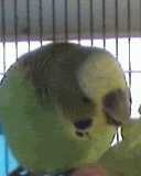 Watermelon.gif